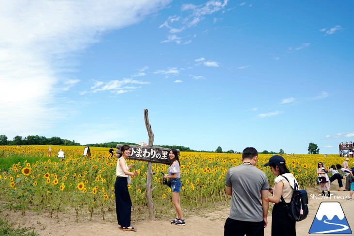 日本一のひまわり畑！北竜町ひまわりの里へカメラ旅